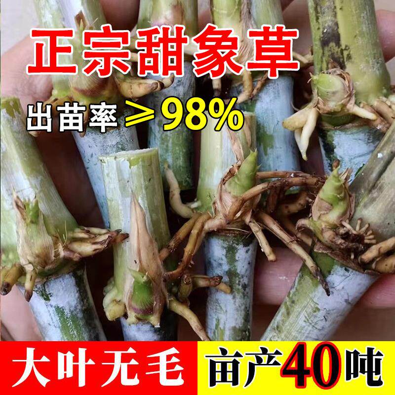 甜象草3号种节无毛四季多