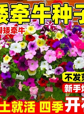 牵牛花种孑重瓣矮牵牛花四季播种开花垂吊喇叭花室内外盆栽花籽子