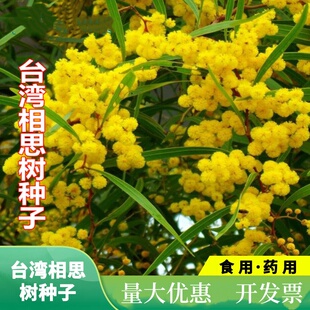 优质台湾相思树籽大叶柳相思树种子小叶相思马占相思树种子洋桂花
