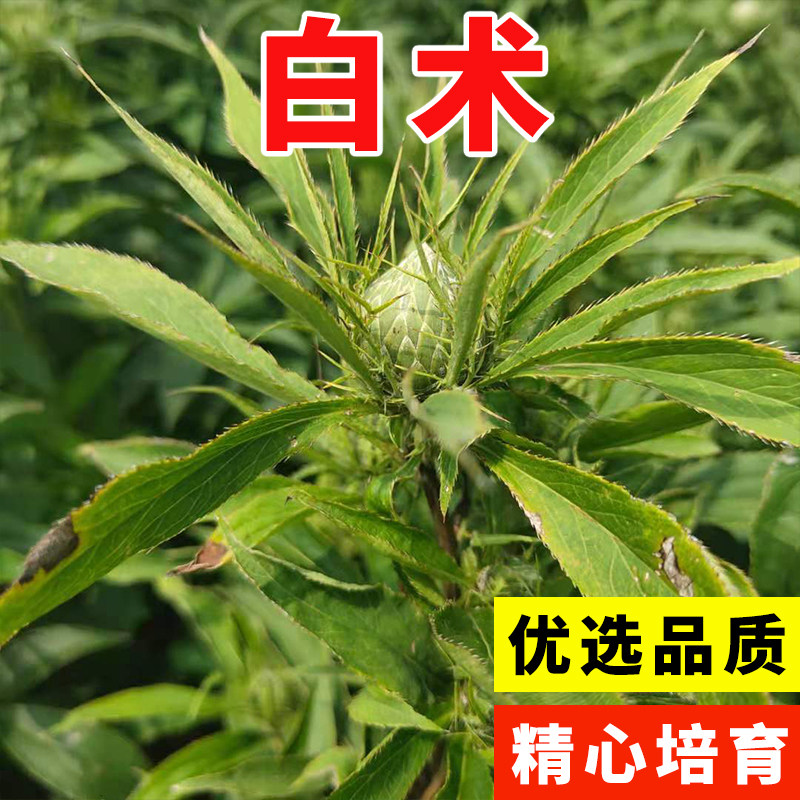 改良白术种子药材白术种籽产量高中药材种子药材种子秋季播种