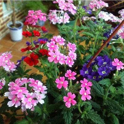 混色美女樱种子四季易观赏花卉