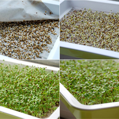 芽苗菜种子苜蓿紫花草水培