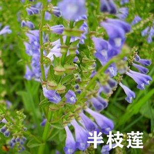 半枝莲苗半枝莲苗和种子方茎半支莲并头草苗牙刷草红叶韩信草