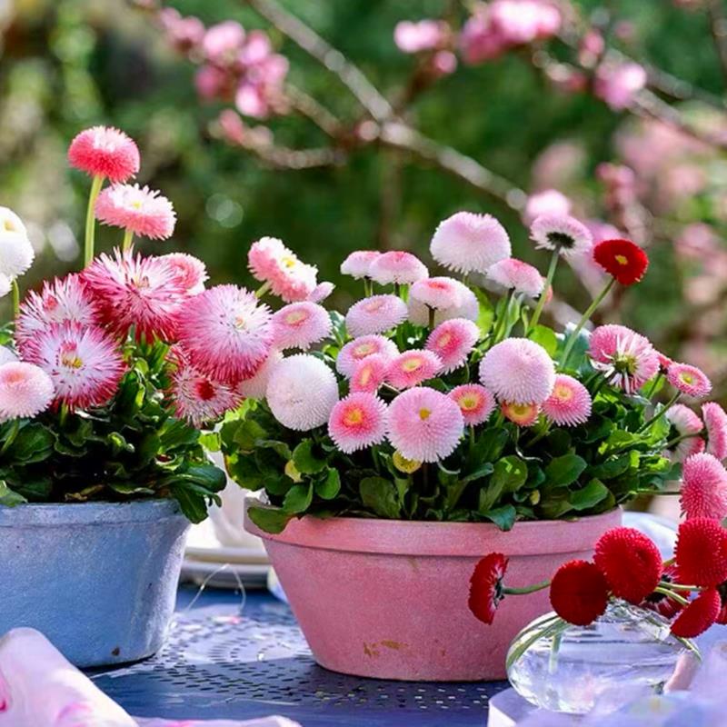 小雏菊花种子盆栽四季开易图片
