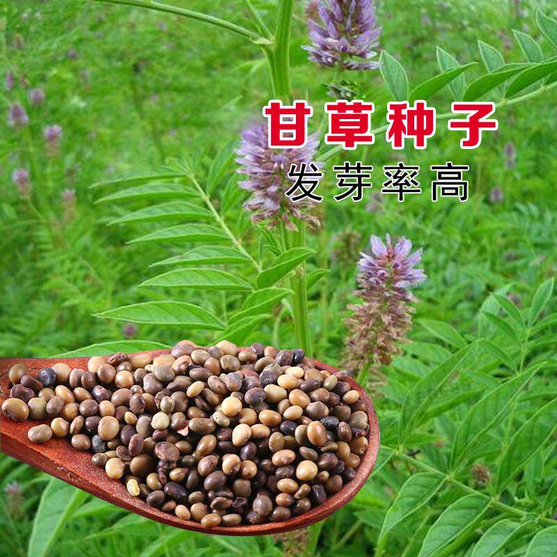甘草种子 纯新材种苗新疆红皮甘草种苗四季种植 草甜根子
