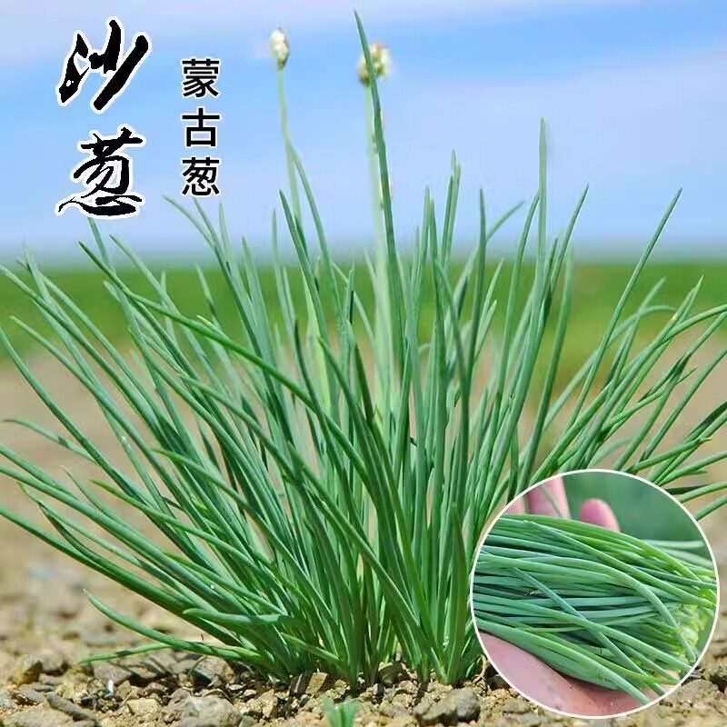 野生沙葱种子耐寒四季播种种子蒙古胡葱韭沙葱籽沙葱种子蔬菜种子