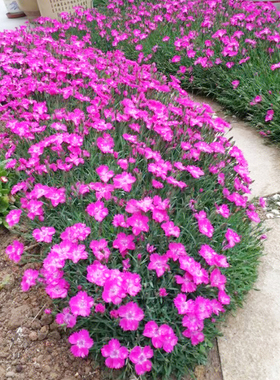 五彩欧石竹花种籽子播种开花不断庭院好养的初吻石竹种子花籽