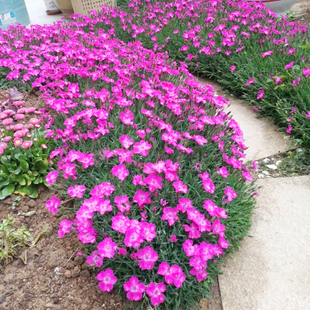 五彩石竹花种籽子播种开花不断庭院好养的石竹种子花籽
