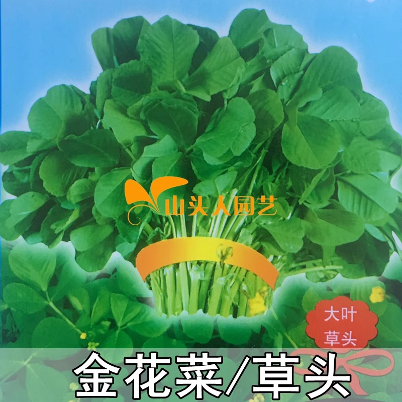 大叶黄花草头蔬菜种子上海草头种子金花菜种子食用苜蓿野菜籽