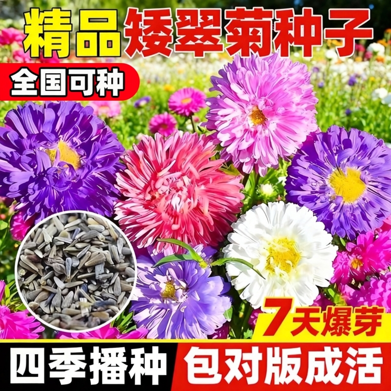 矮翠菊种子菊花种子室内外花种籽庭院花籽易活花种籽四季播种种孑