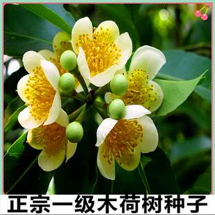 林木种子 木荷种子 木荷树种 荷木 荷树种子 花木种子 木艾树种子