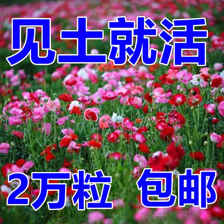 虞美人花种混色冰岛虞美人种子