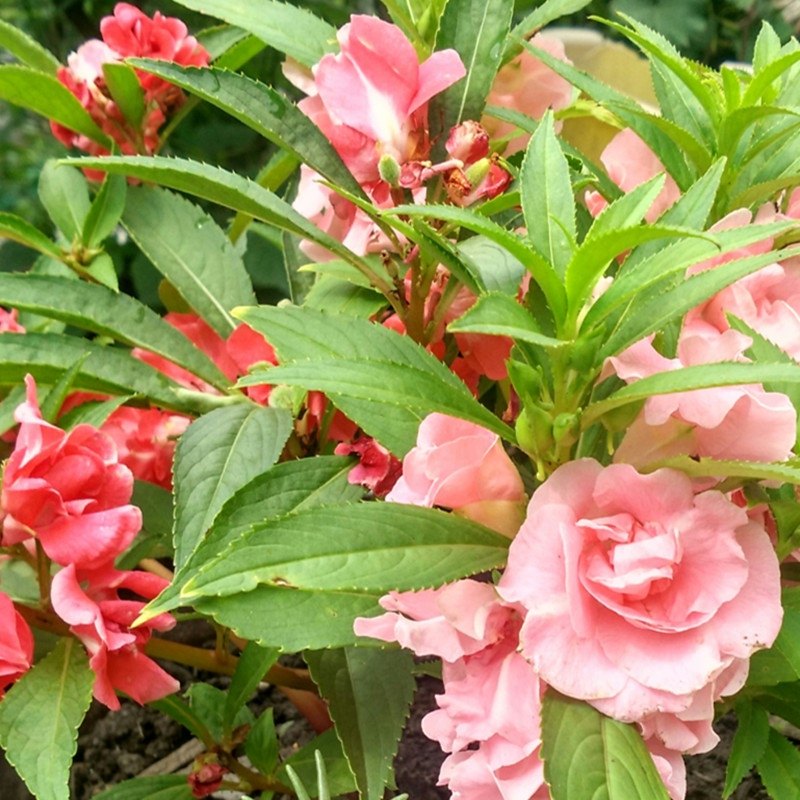 凤仙花种子重瓣指甲花茶花凤仙种籽庭院盆栽花卉阳台绿植四季易种