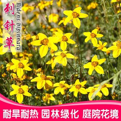 四季易种鬼针草花子刺室外阳台