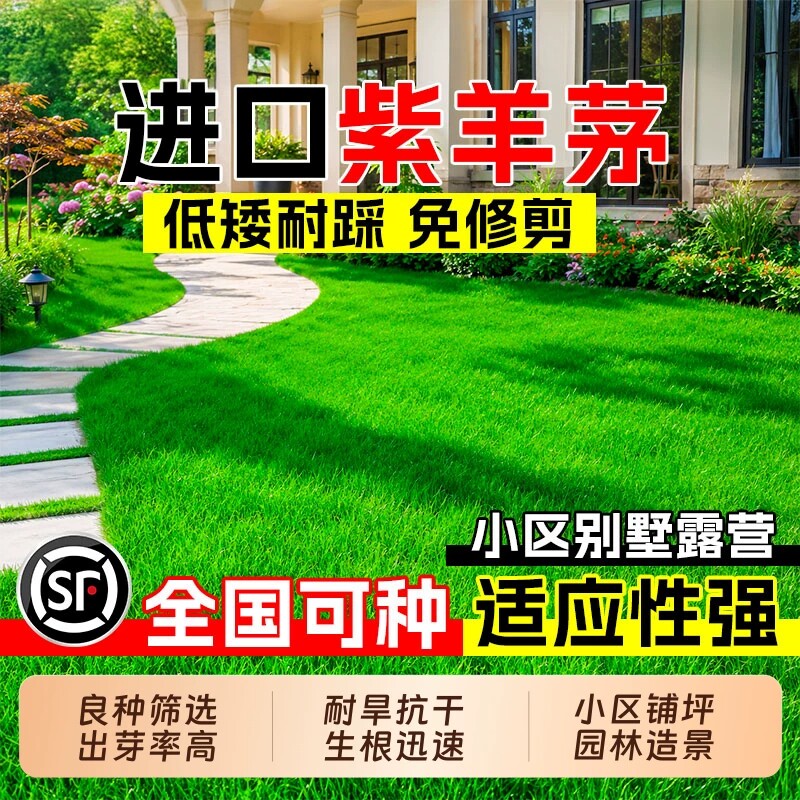 紫羊茅工程绿化草坪草种籽子