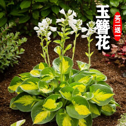 玉簪花籽多年生宿根草本卉