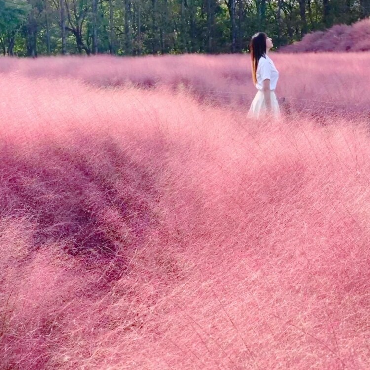 蓝羊茅种子观赏草籽多年生宿根造景花园花海设计室外庭院地被花籽