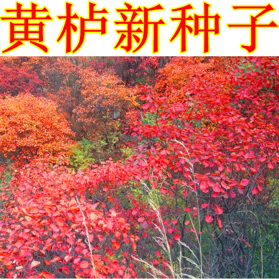 杜鹃种子红叶黄栌道溜龙头材柴