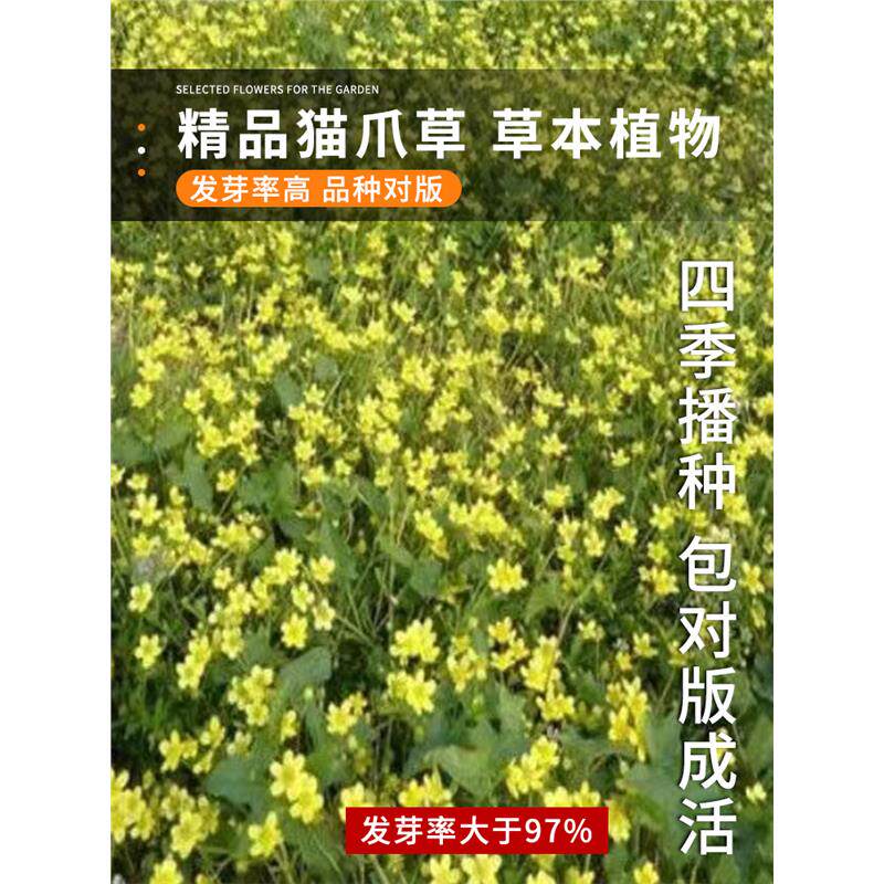 野生新采材猫爪草种子籽