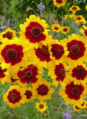 耐寒蛇目菊种子昆仑雪菊天山雪菊花种籽 盆栽庭院花卉种子四季播