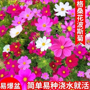 波斯菊种子格桑花种籽子四季播种开花卉易活花籽庭院室外种孑