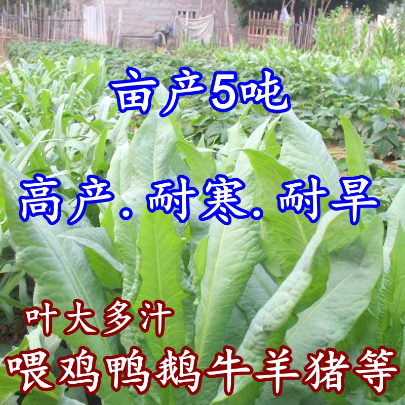 苦荬菜种籽四季多年生野牧
