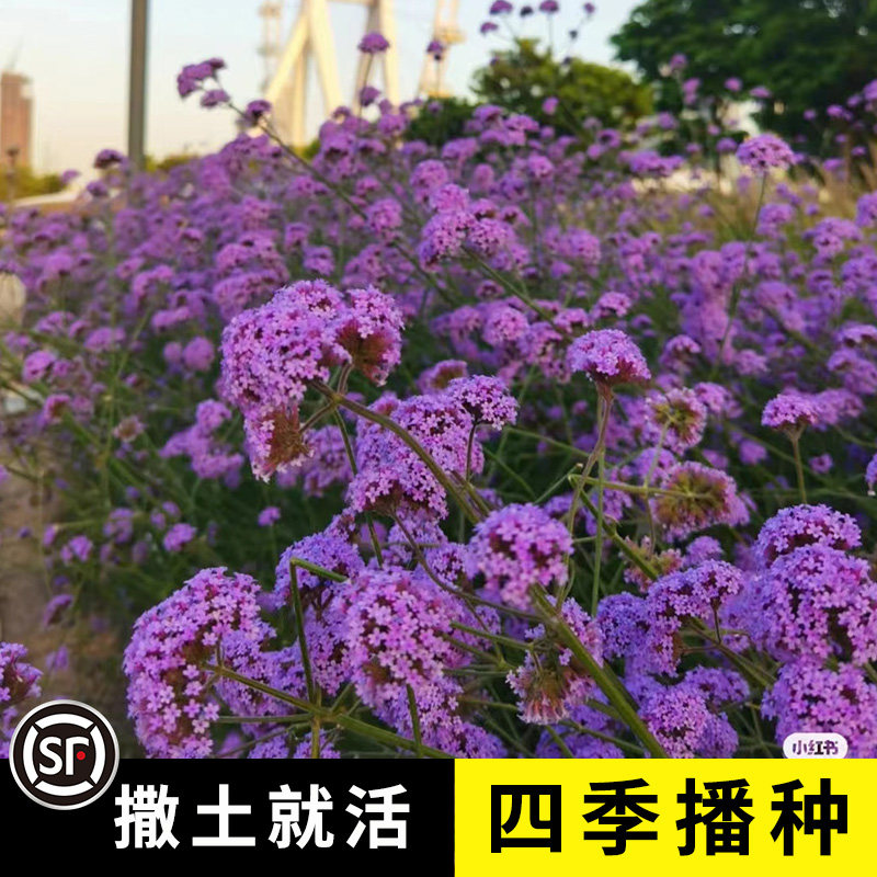 柳叶马鞭草种子春秋播种多年生耐寒花籽婚纱摄影花海景观花种籽子