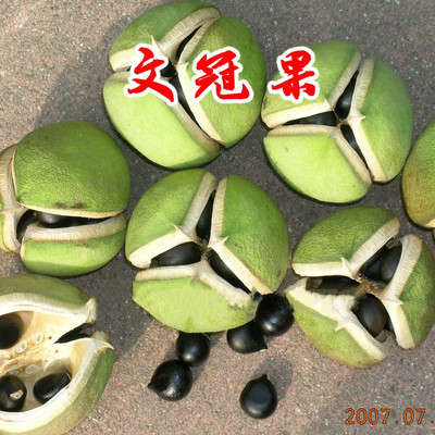 耐寒文冠果种子食用油树