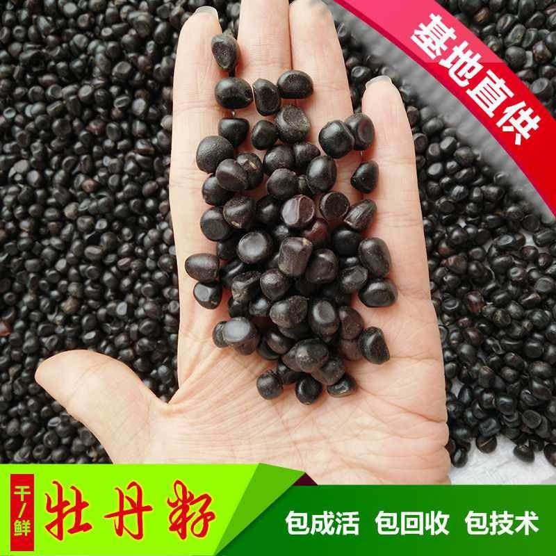 牡丹花种子春播四季牡丹花种子庭院阳台花籽盆栽灌木花多年生,鲜花速递/花卉仿真/绿植园艺,家庭园艺种子,淘宝优惠券,粉丝福利购,淘宝优惠卷