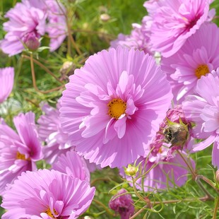 蛋挞波斯菊种子粉色纸杯蛋糕格桑花种籽切花阳台盆栽简单易活春秋