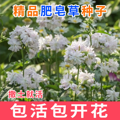 肥皂草种子岩生石碱优质花玫瑰
