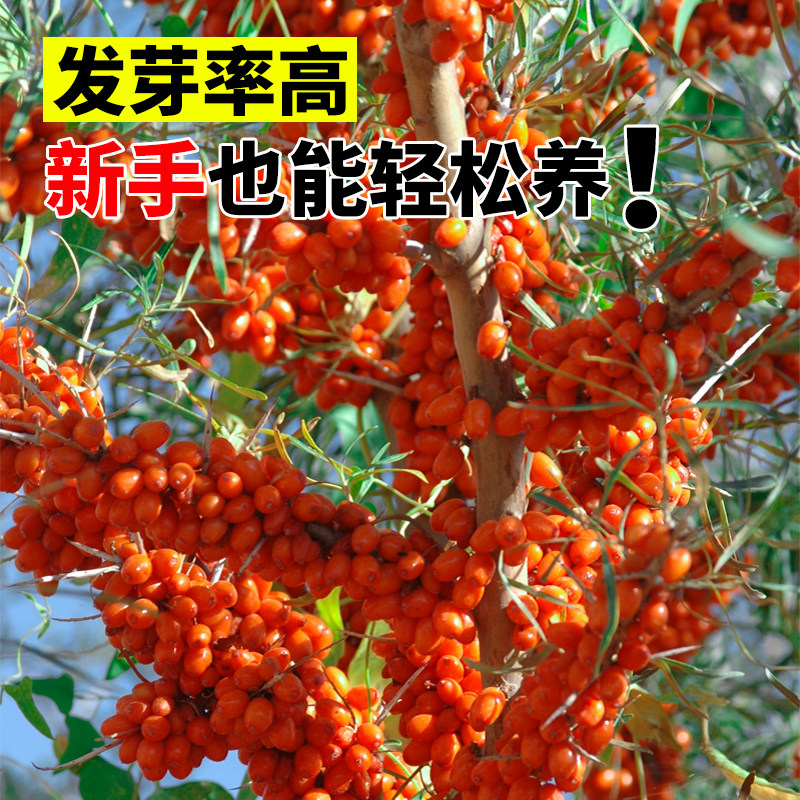 大果沙棘种子速生灌木草籽护坡固土防风固沙荒地复绿边坡绿化种籽