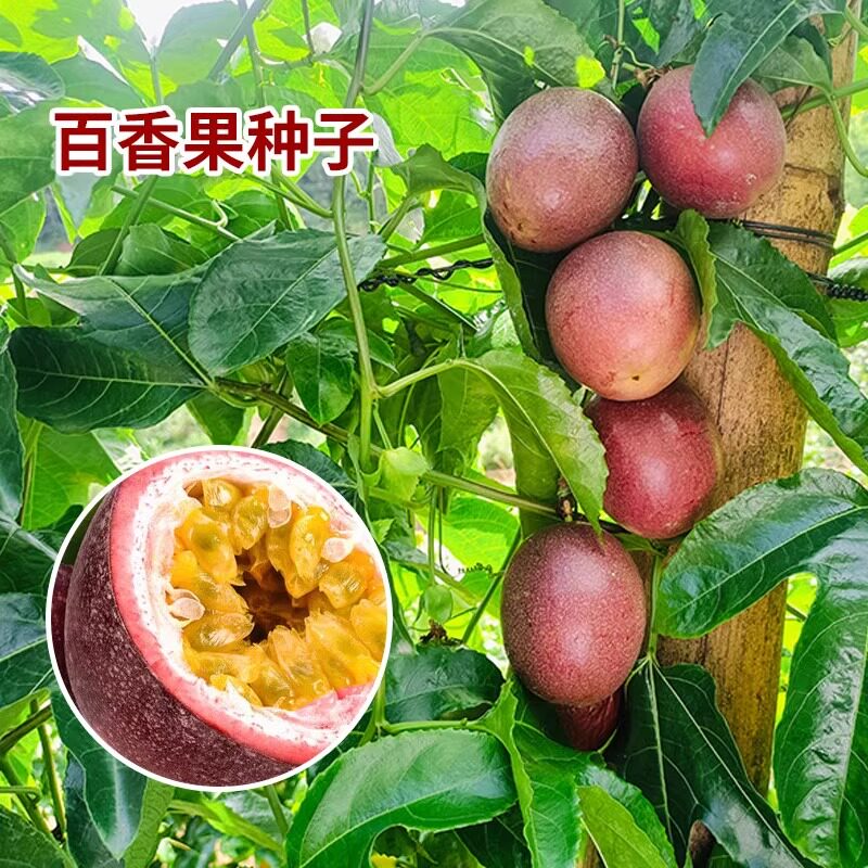 百香果种子紫果西番莲鸡蛋果种籽好吃营养水果阳台盆栽易种多年生