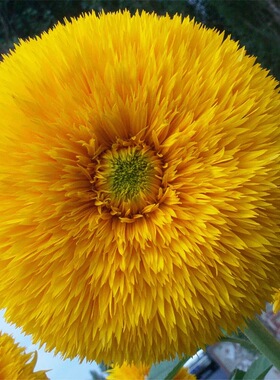 玩具熊向日葵种黄色重瓣多头观赏葵花籽庭院花园盆栽四季花卉种子