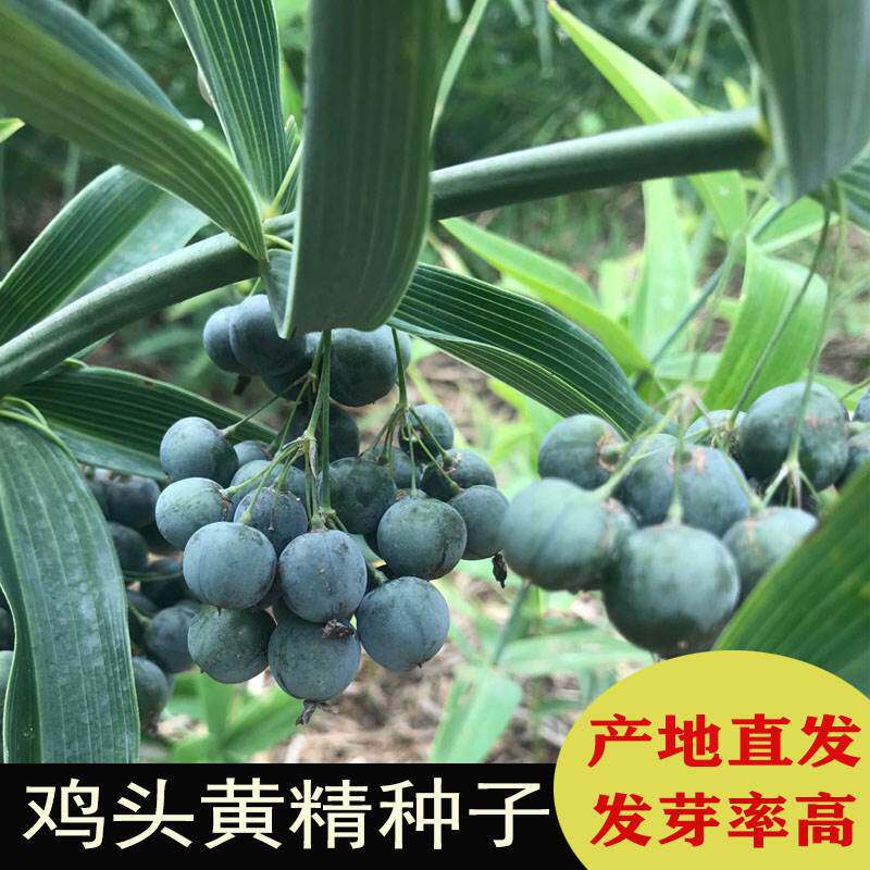新采黄精种子药材籽云南滇鸡头