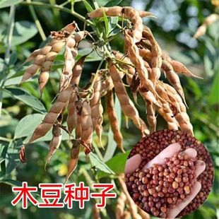 木豆种子护坡草灌木种籽园林绿化食用饲料草籽多年生耐旱耐寒生长