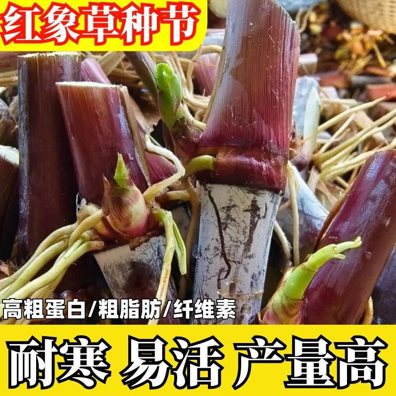 巴西红象草高产牧种节耐寒