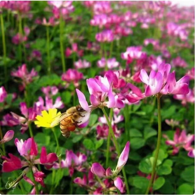 紫云英种子四季种红花草种籽牧草绿化蜜源耐寒毛苕子果园绿肥种籽