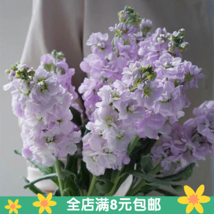 进口切花紫罗兰种子观赏切花春秋播耐寒盆栽麦*优塔系花卉种籽孑