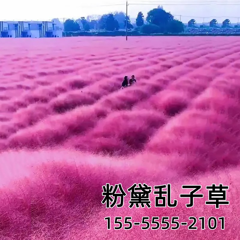 粉黛乱子草籽种四季播开花多年