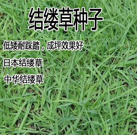 中华结缕草细叶日本台湾球场专