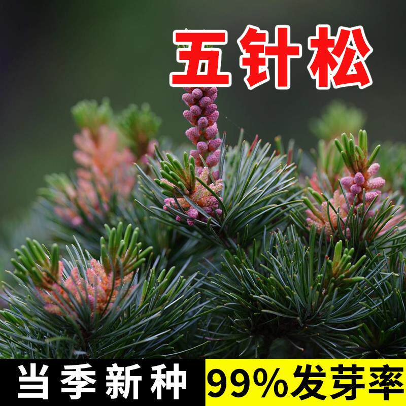 五针松树种子罗汉白皮马尾
