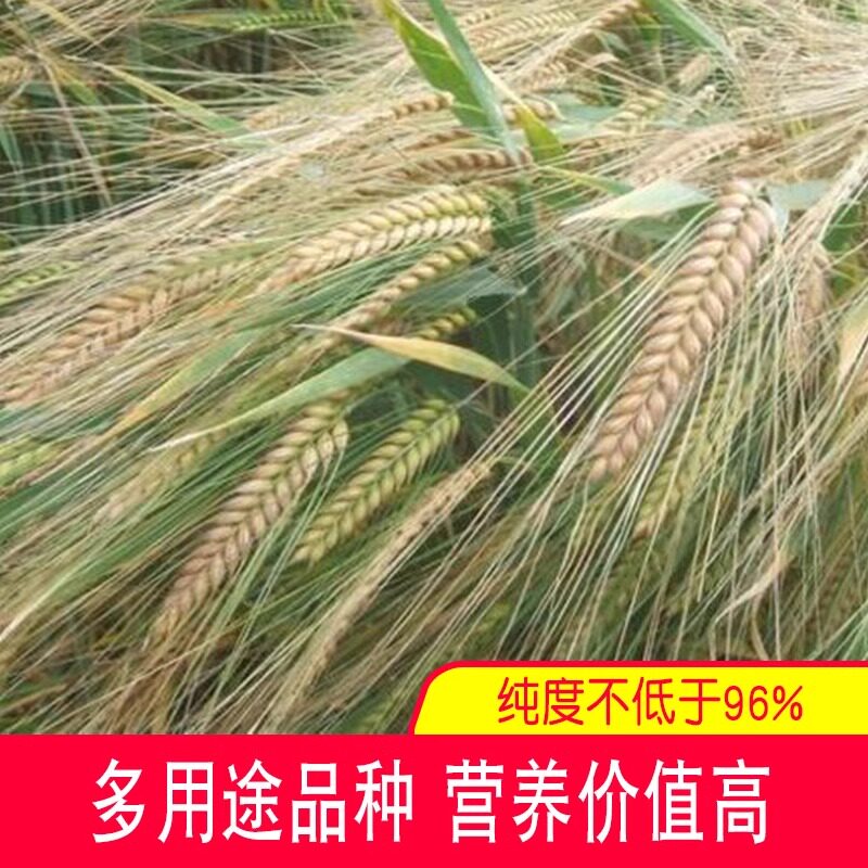 优质大麦种子 大麦草种子芽苗菜种籽 高产抗倒伏粮食种子抗旱耐寒图片