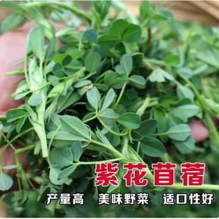 进口多年生紫花苜蓿木须草种子四季高产喂牛羊鸡鹅养兔子鱼牧草籽