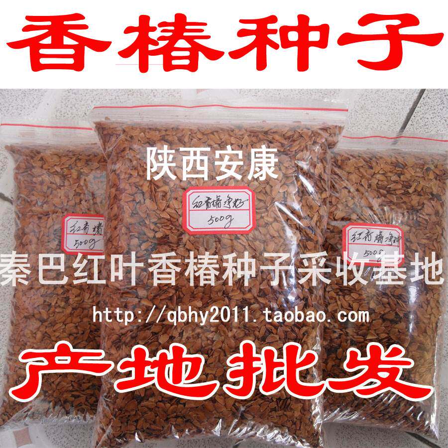 秦巴新款北方简单红叶油种籽芽