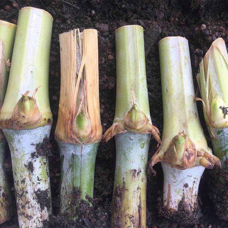 甜象草3号种节无毛耐寒巨