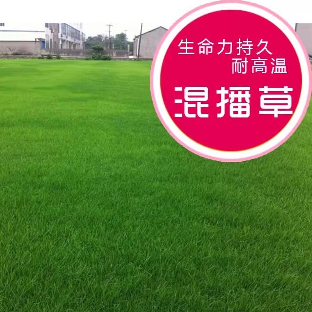 进口地毯草足球场专用草坪种子不修剪果岭草狗牙根混播草护坡草籽