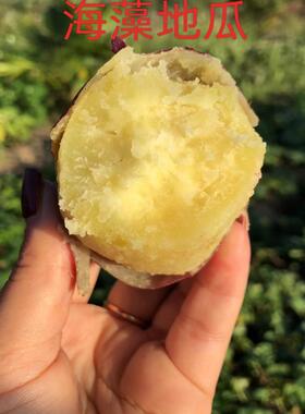 现挖海南潭门海藻地瓜香甜软糯地瓜绿色优质农产品健康送礼带礼箱