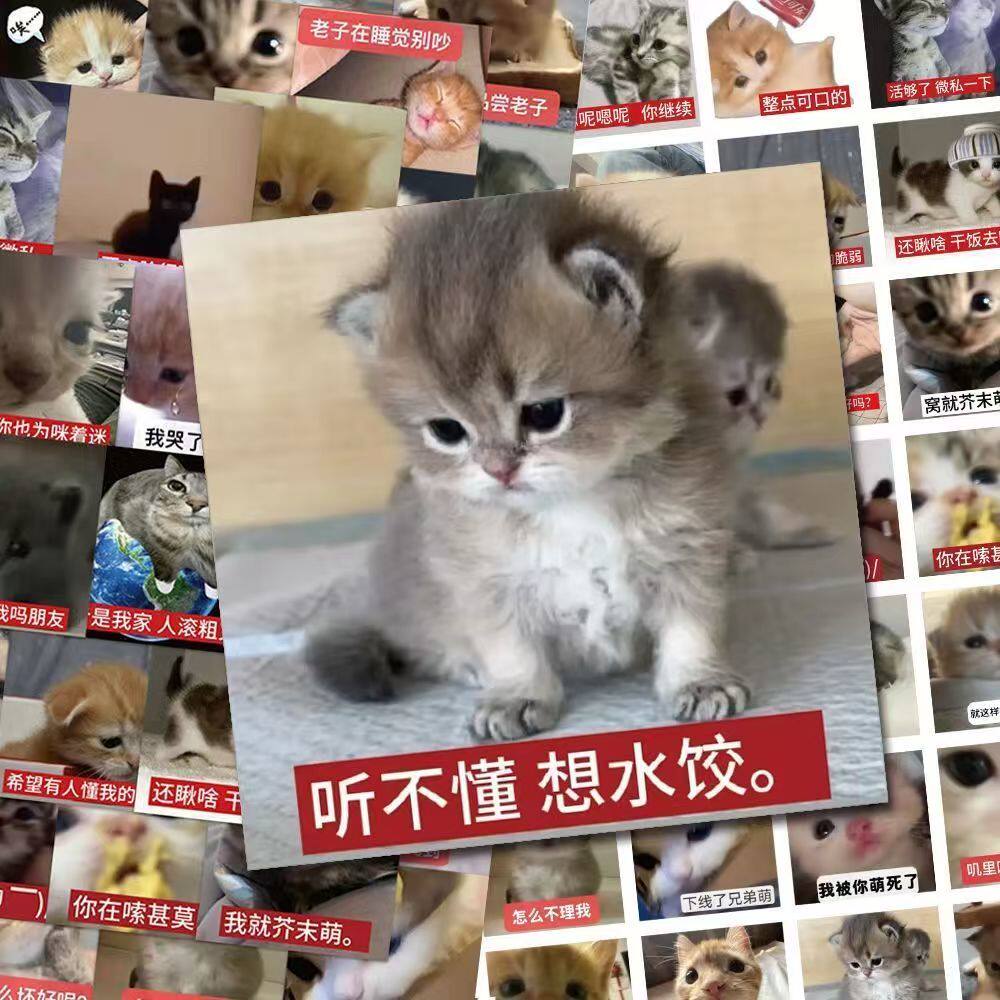 124张可爱小猫表情包贴纸爆款恶搞猫咪整蛊文字表情贴画diy装饰