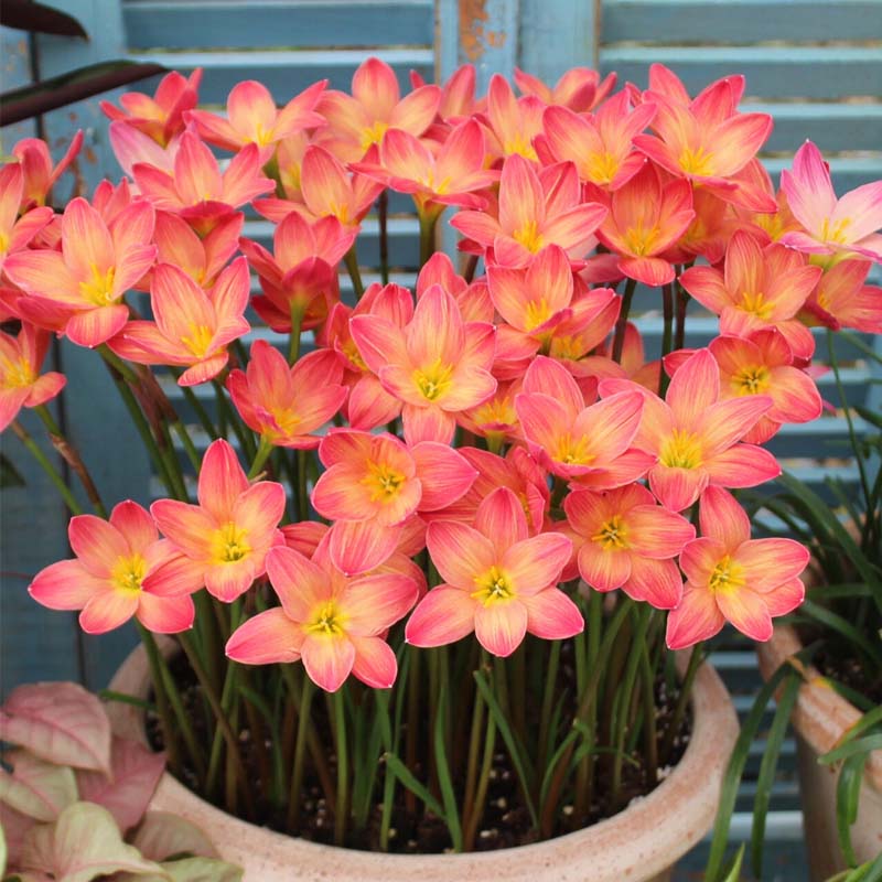 重瓣风雨兰种球四季花卉盆栽